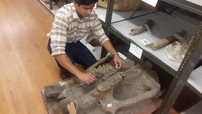 Dr. Advait Jukar with the Smithsonian Intitution's National Museum of Natural History measures the teeth of a mastodon fossil in the University of Nebraska State Museum's fossil collection kept at Nebraska Hall. 