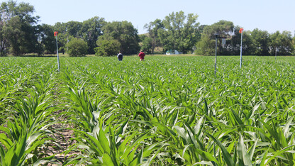 Testing Ag Performance Solutions participants inspect their subsurface drip-irrigated corn plots during the 2019 Field Day. TAPS has earned an $850,000 Conservation Innovation Grant award from the U.S. Department of Agriculture’s Natural Resource Conservation Service.