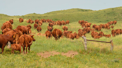 Cattle graze on the Diamond Bar Ranch north of Stapleton in June 2020. The Sandhills are threatened by the encroachment of eastern red cedar and other woody species, according to Craig Allen, a professor in Nebraska’s School of Natural Resources.