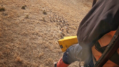 A still from a GoPro camera mounted in a helicopter shows a band of pronghorn running across western Nebraska rangeland. Earlier this year, researchers captured 80 pronghorn and placed GPS radio collars on them. The released pronghorn will be tracked over two years to provide fine-scale information about their survival and movement across the Nebraska Panhandle and anywhere else they roam.