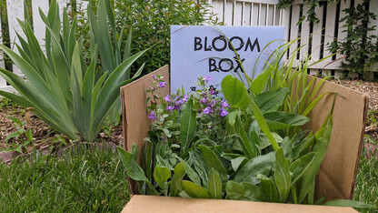 The Nebraska Statewide Arboretum, a network supported by the University of Nebraska–Lincoln, established the Bloom Box program in 2016 to get ready-to-plant pollinator plants to homes, schools, parks and other private and public lands.