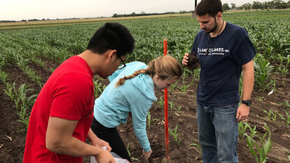 High school student Holly Podliska (center) and Husker undergraduates Daniel Ngu (left) and Conner Pederson (right) gather maize root microbiome samples in 2017. The University of Nebraska–Lincoln’s new Research and Extension Experiences for Undergraduates program will give students 10-week summer research experiences and scientific communication and leadership training.