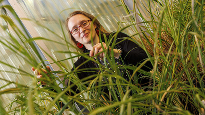 Katarzyna Glowacka, assistant professor of biochemistry, is using a five-year, nearly $1.4 million grant from the National Science Foundation’s Faculty Early Career Development Program to study how a process called non-photochemical quenching, or NPQ — a plant’s first-line defense against damage to its photosynthetic machinery — plays a role in enabling miscanthus to fend off cold-induced damage.