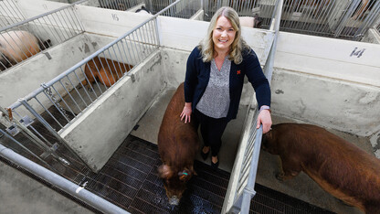 Amy Desaulniers, assistant professor of veterinary medicine and biomedical sciences at Nebraska, leads a team that seeks to develop boars that are more genetically tolerant of gestational heat stress.