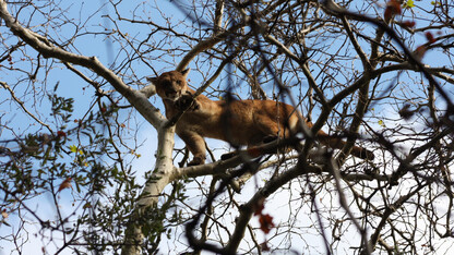 A mountain lion in a tree