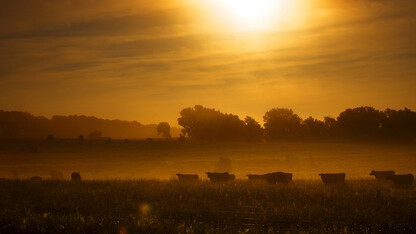 Cows stand in a field under a red sky.