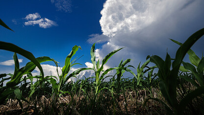 A cloudy sky over a cornfield