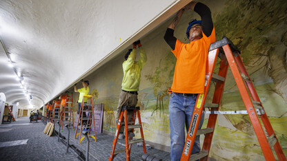 Seven electrical workers on ladders hang a lighting track in a first-floor exhibit in Morrill Hall.