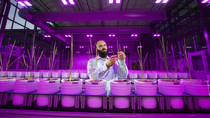 Harkamal Walia holds a rice plant in a greenhouse with several rows of rice plants in buckets.