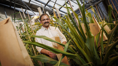 Joe Louis, Harold W. Eberhard Professor of Agricultural Entomology, stands among sorghum plants in a greenhouse.