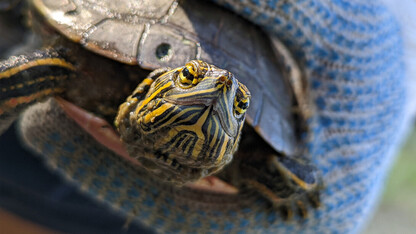 A closeup of a painted turtle being held by a hand wearing a blue glove.