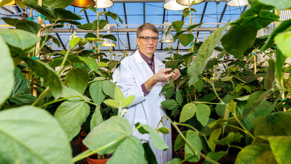 Edgar Cahoon, director of the Center for Plant Science Innovation, stands between rows of soybeans in a greenhouse.