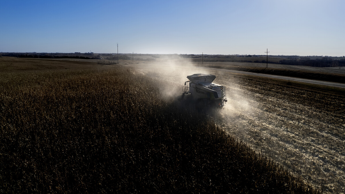 A combine harvests corn on a clear day.