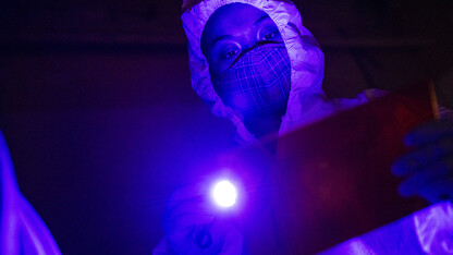 Symone Arends, a senior forensic science major from Lincoln, shines an ultraviolet light onto the floor. The light makes body fluids and fibers glow when viewed through the orange filter she holds. Arends is working a mock crime scene in a basement room in Filley Hall as part of a Forensic Science 485 capstone project. The course is divided into two options for students: a crime scene investigation track that works the mock crime scene, and a biochemistry track that processes samples and evidenc