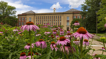 Purple coneflower (Echinacea purpurea), a staple among summer perennials, blooms in the Love Garden on the south side of Love Library.