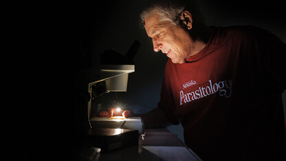 Scott Gardner looks at a flea sample from an Oklahoma prairie dog colony.