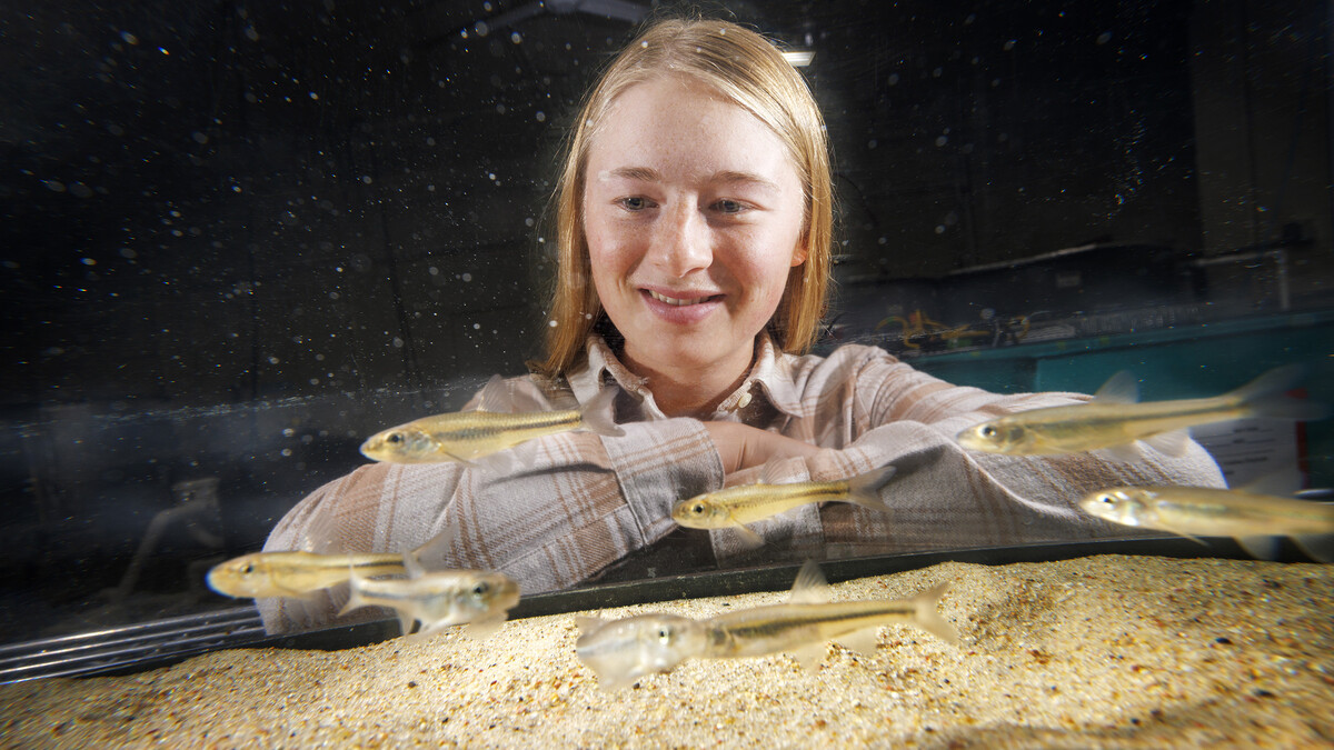 Ella Humphrey, a sophomore in Fisheries and Wildlife, is researching the Bigmouth Shiner in multiple tanks in the Aquatic Biodiversity and Conservation (ABC) Lab.