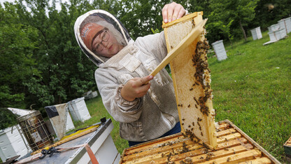 Researcher removing a honey-filled frame from a beehive on East Campus.