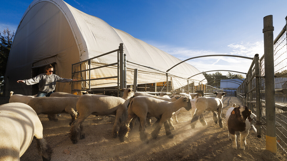 A person corrals sheep into a pen.