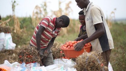 Rwandan farmers reap the benefits of irrigation