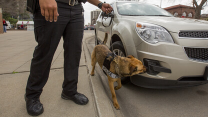 .Layla, one of two K-9s joining the University Police Department, searches for explosives around a car outside of Memorial Stadium prior to the April 15 spring game. The dogs are trained for bomb detection, finding evidence at crime scenes and tracking individuals. They will not be used for drug detection, apprehension or crowd control.