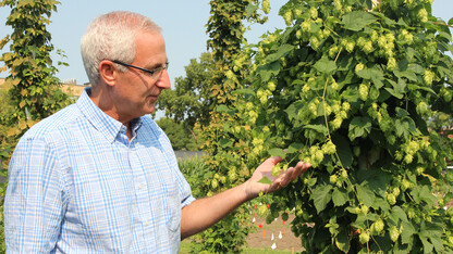 UNL's Stacy Adams examines hops in East Campus test gardens during the 2015 growing season. A team of UNL researchers is testing the viability of growing hops in Nebraska.