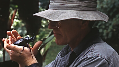 Nebraska's Brett Ratcliffe examines a beetle during a 1998 research trip to Ecuador. Ratcliffe has identified more than 200 new species of insects in his 50-year career at Nebraska.