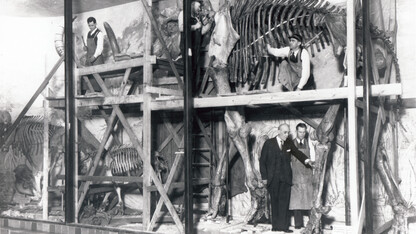 Erwin Barbour (in suit) provides instruction on the placement of "Archie," Nebraska's iconic mammoth skeleton, while preparatory Henry Reider inspects metal framework supporting the ribs.
