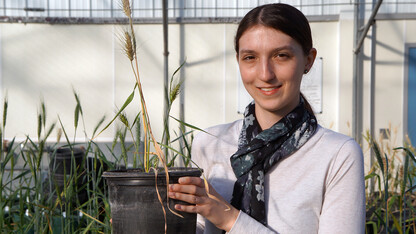Graduate student Sarah Blecha is one of eight UNL students to earn research grants through a new program offered by the Robert B. Daugherty Water for Food Institute, Blecha is working to increase drought tolerance of wheat. 