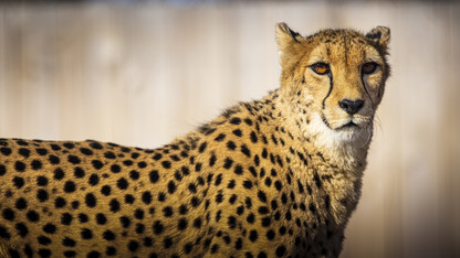 Cheetah at Lincoln Children's Zoo