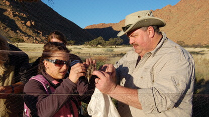 Larkin Powell, professor of wildlife ecology and conservation biology, works with a student to remove a bird from a net as part of an education abroad program in Namibia, Africa.