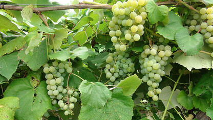 Edelweiss grapes