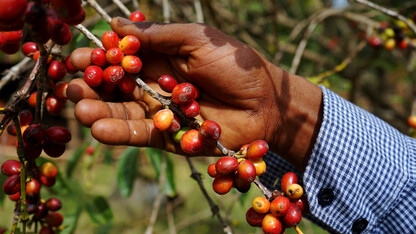 Ripe cherries are shown on a coffea arabica tree in Ethiopia