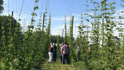 Nebraska Hops will hold an Introduction to Hop Production workshop June 8 at the University of Nebraska–Lincoln.