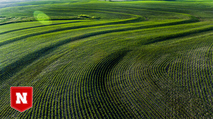 Nebraska cornfield