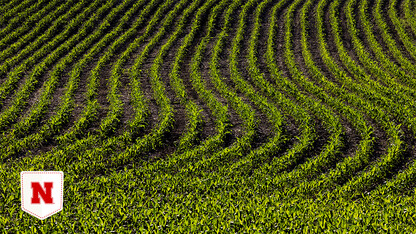 Rows of young corn in the summer