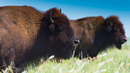 Plains bison