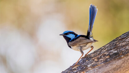 Superb fairywren