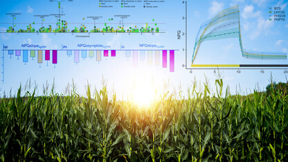 Cornfield overlaid with graphs