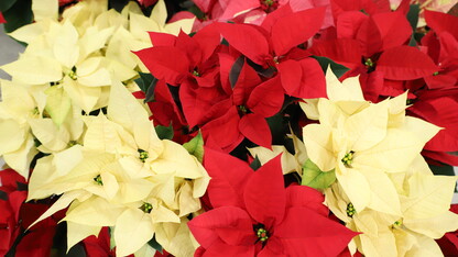 Poinsettia's are grown and cared for by Horticulture Club members in greenhouses during the fall semester on the University of Nebraska–Lincoln East Campus.