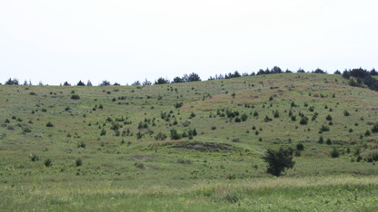 Cedar trees invading into grasslands from a windbreak in the Loess Canyons ecoregion. A new report suggests that the expansion of eastern redcedar into grasslands reduces grazing capacity.