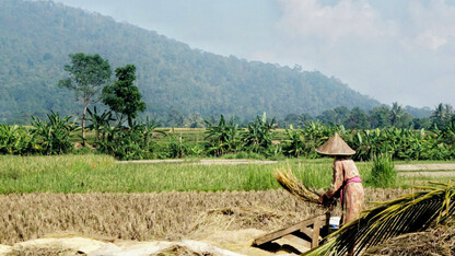 Rice field in Banten Province, Indonesia. Patricio Grassini | Agronomy and Horticulture