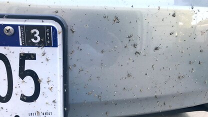 mosquitoes on car