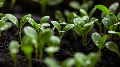 Freshly watered seedlings in rich soil.