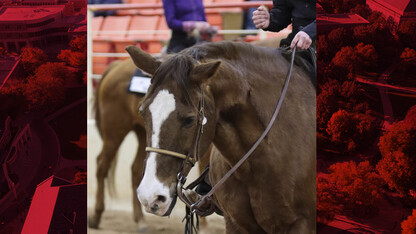 Sparky, the oldest member of the horse herd, is turning 30 this year.