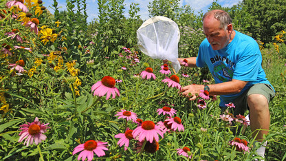 Steve Spomer searches for signs of butterflies among flowers in a pollinator garden on UNL's East Campus. Spomer believes a wet May has contributed to the recent decline in butterflies in the Great Plains.