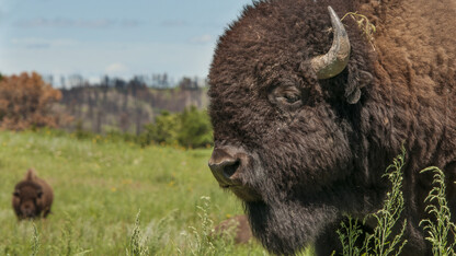 Bison graze at the Niobrara Valley Preserve one year after a wildfire swept through