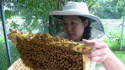 Judy Wu-Smart, an entomologist at the University of Nebraska-Lincoln, has co-authored new research suggesting that a popular class of nicotine-based insecticides have substantial effects on honey bee colonies.