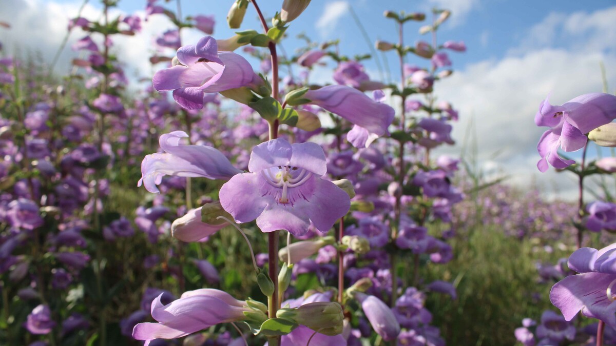 Purple shell leaf penstemon (Penstemon grandiflorus) in western Nebraska