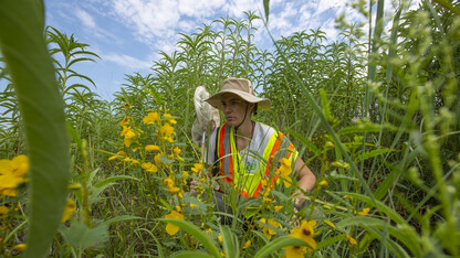 Nebraska's Kayla Mollet searches for pollinators in a roadside planting area south of Union. The master's student is leading a project to help better define best practices for planting wildflowers along Nebraska roadways.
